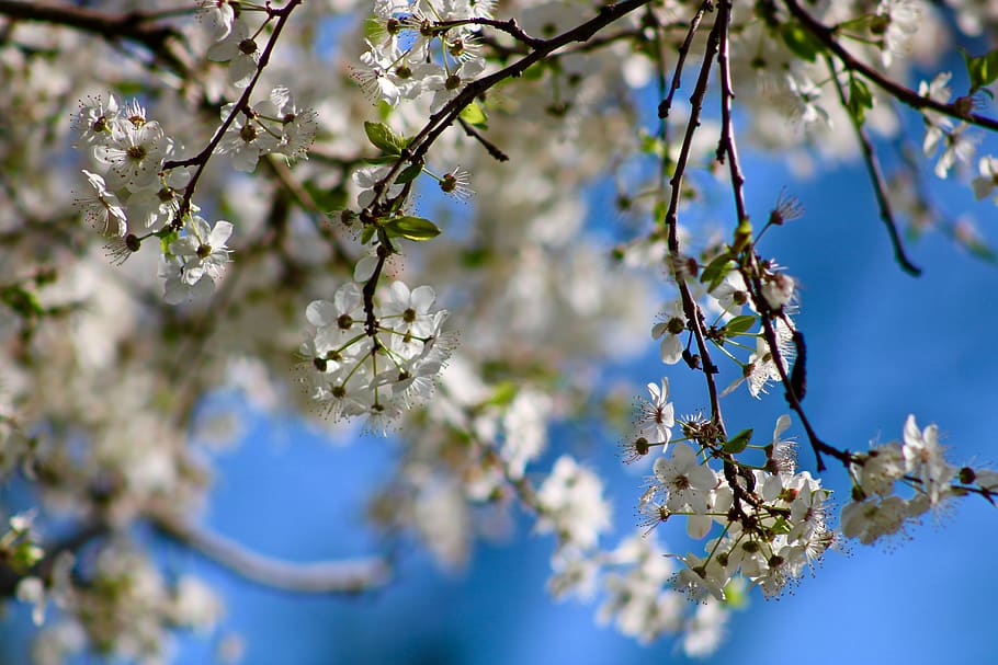 flowers, cherry, tree, spring, branch, nature, cherry blossom HD wallpaper