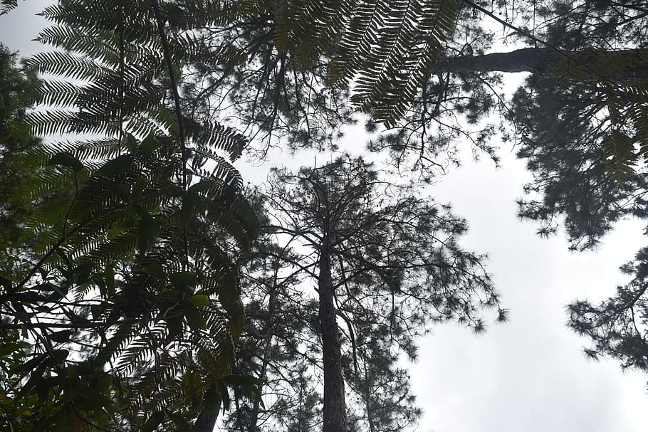 forest, sky, giant, nature, tree, plant, growth, low angle view HD wallpaper