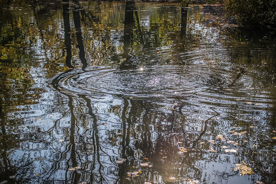surface, autumn, water, reflection, pond, tree, plant, no people HD wallpaper