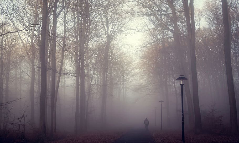germany, mettlach, tree, fog, plant, forest, land, tranquility HD wallpaper