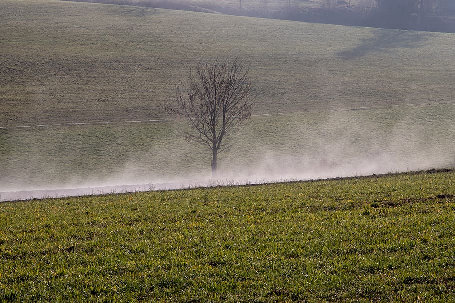 tree, steam, landscape, nature, fog, mood, plant, environment HD wallpaper