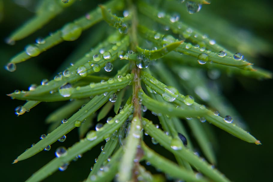 germany, drop, close-up, macro, rain, tree, wet, green, nature HD wallpaper