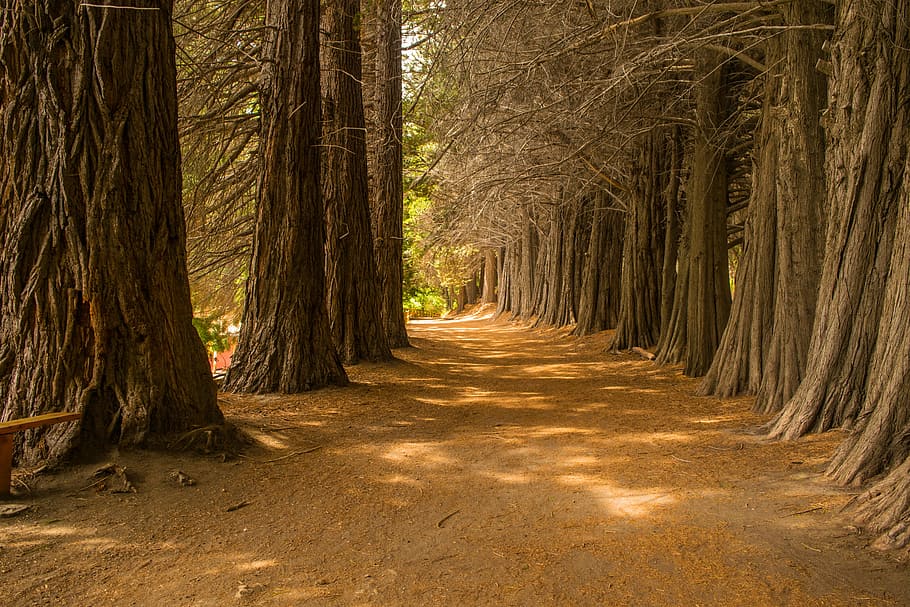 Brown Soil Between the Tree, daylight, environment, landscape HD wallpaper