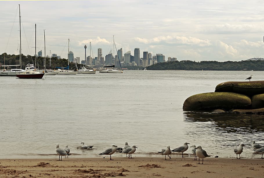 seagulls on shore, animal, bird, water, boat, vehicle, transportation HD wallpaper