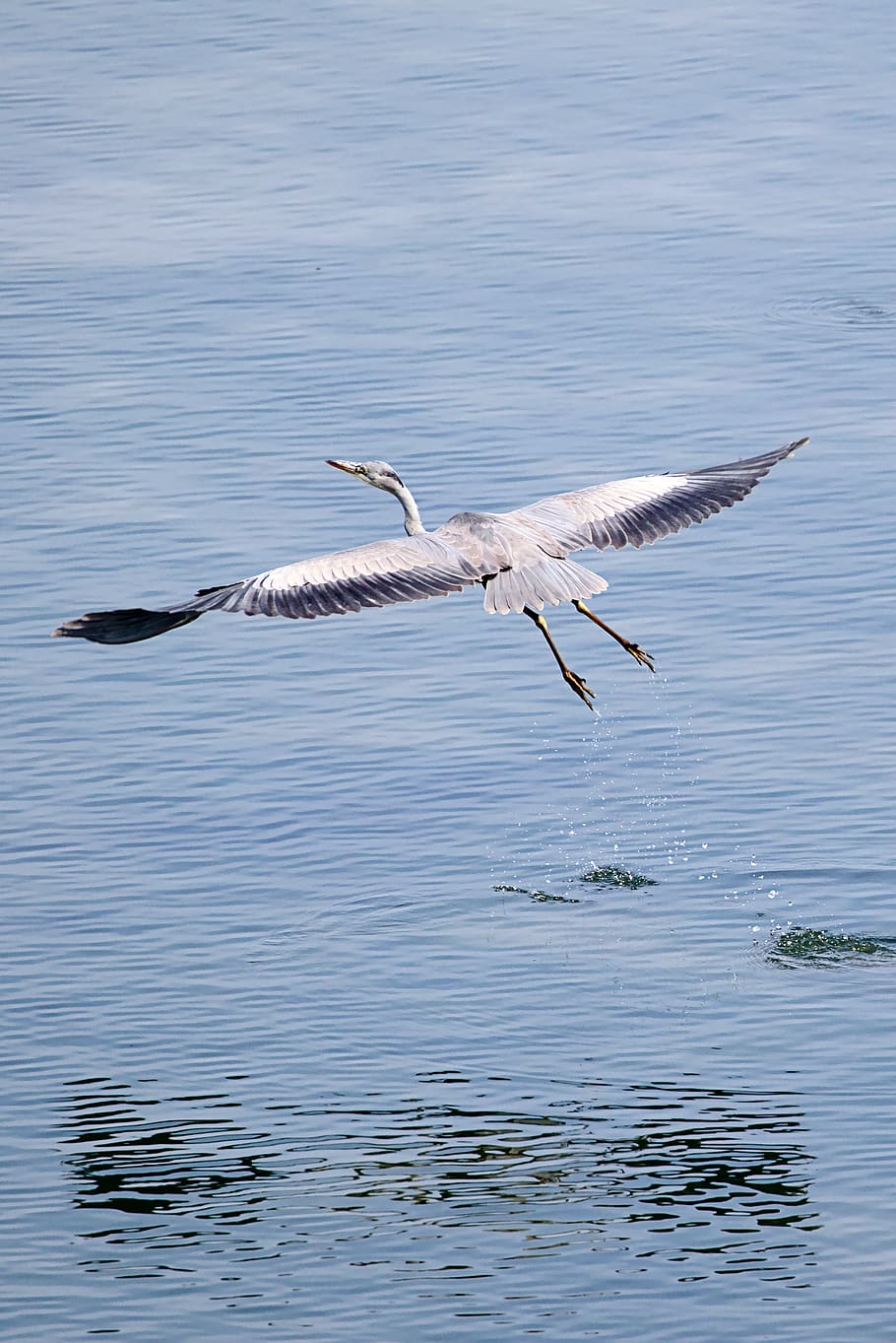 grey heron, water, bird, lake, water bird, flying, animal themes, HD wallpaper