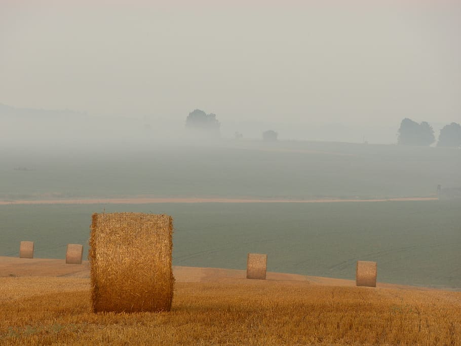 grey, sky, farm, fields, country, hay, grass, trees, fog, mist HD wallpaper
