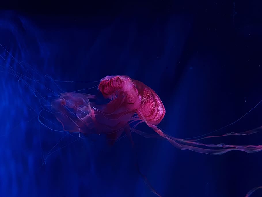 jellyfish underwater photo, aquarium, sea, ocean, blue, red, pink, HD wallpaper