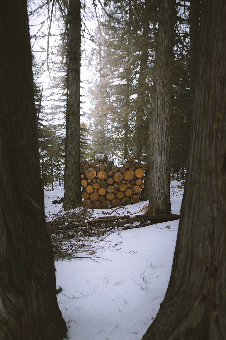 firewood between forest, plant, tree, tree trunk, abies, ground HD wallpaper