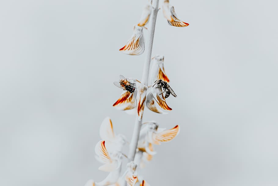 white ceramic figurine, invertebrate, animal themes, insect, close-up HD wallpaper