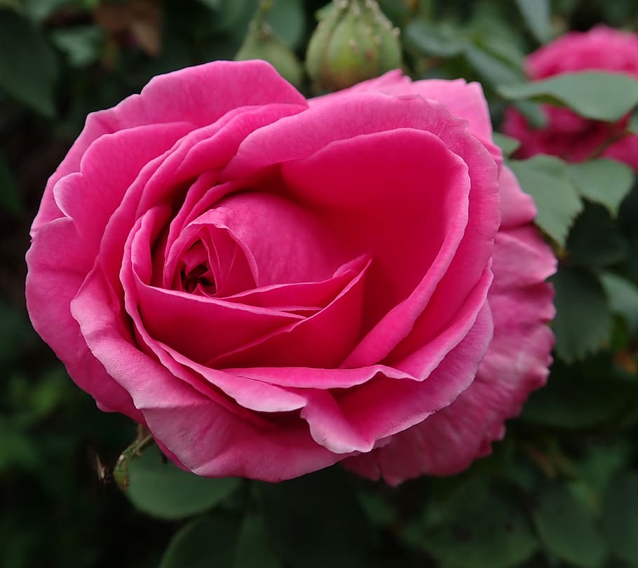 rose, flower, spring, garden, nature, flowering plant, beauty in nature HD wallpaper
