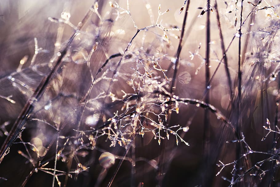 plant illustration, close-up, no people, selective focus, nature HD wallpaper