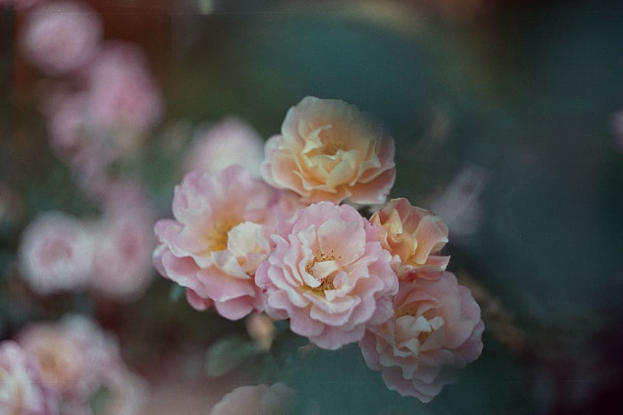 pink roses, flower, geranium, plant, blossom, город москва HD wallpaper
