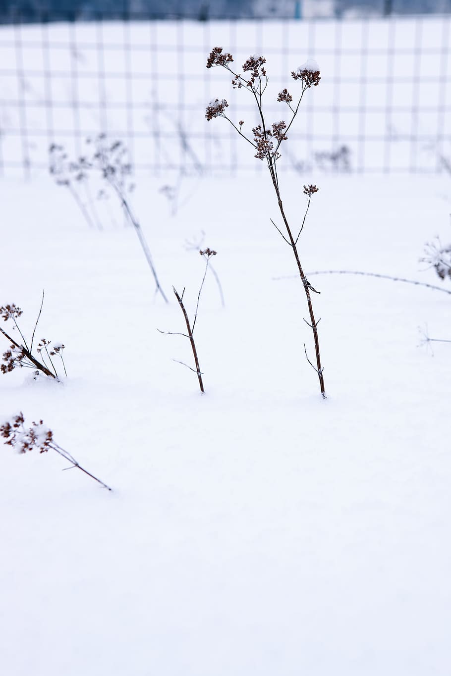 winter, snow, plants, cold, cold temperature, nature, white color HD wallpaper