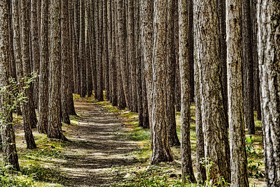 nature, forest, trees, tree trunks, wood, away, bark, land HD wallpaper