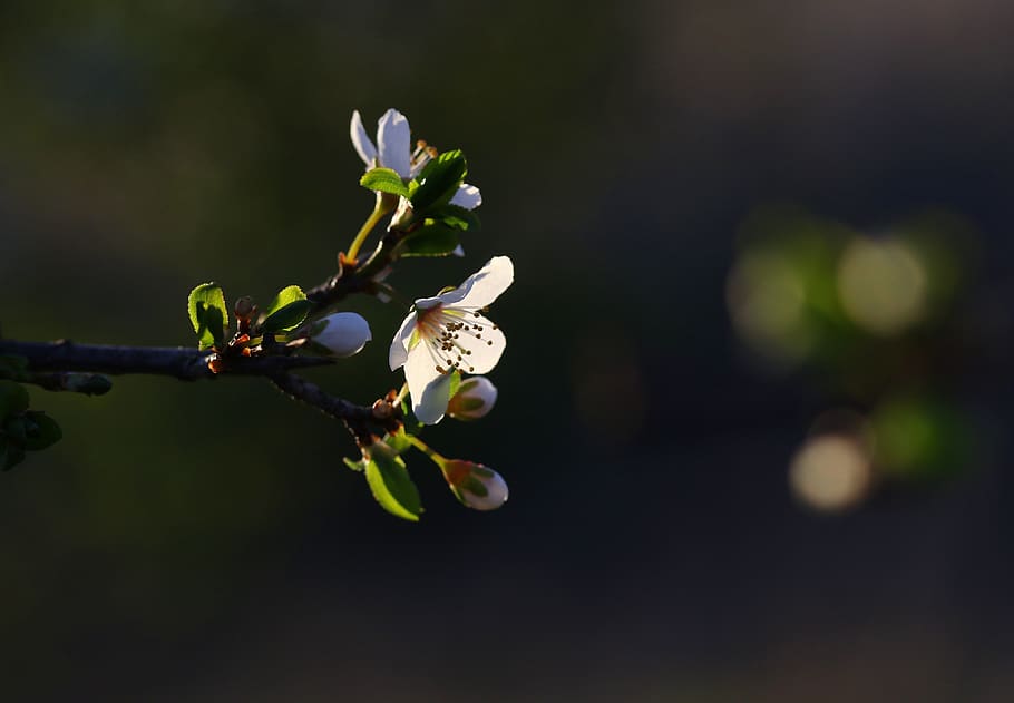 flowers, branch, white, spring, tree, bud, plant, season, nature HD wallpaper