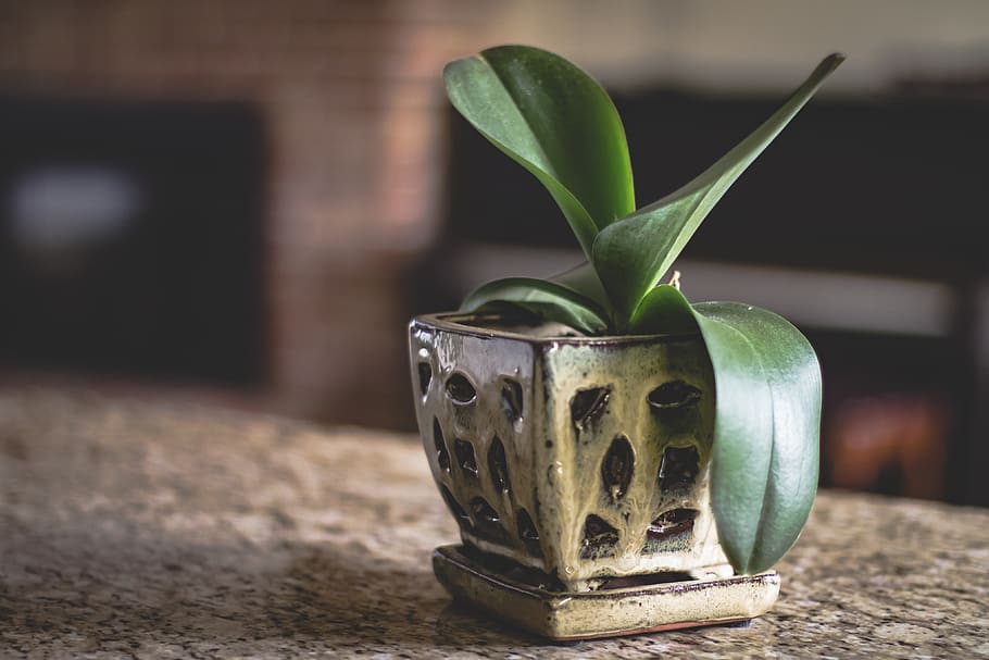 Green-leafed Plant, blur, close-up, color, container, daylight HD wallpaper