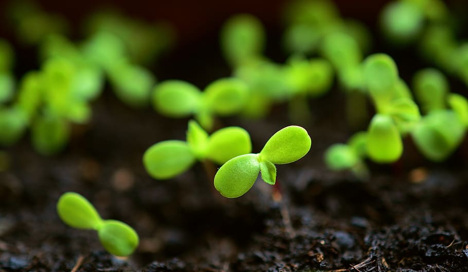 HD wallpaper: plant, sow, grow, growing trays, seedling, gardening, green |  Wallpaper Flare