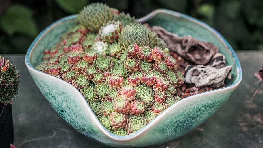 pink and white cactus, plant, animal, reptile, snake, moss, tree HD wallpaper