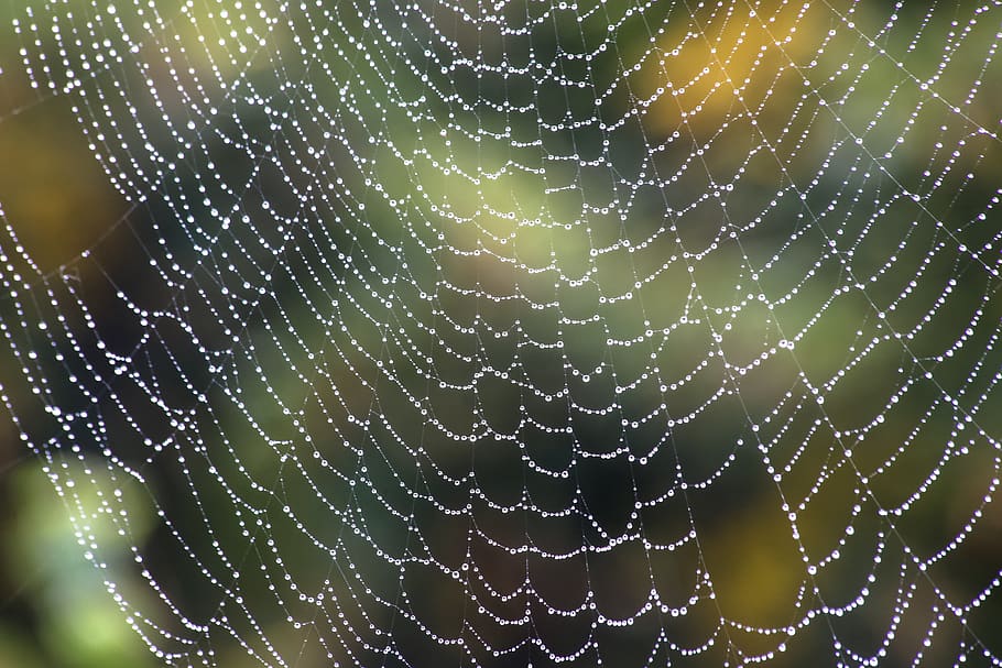 Spider Web With Water Drops, arachnid, close-up, cobweb, connection HD wallpaper