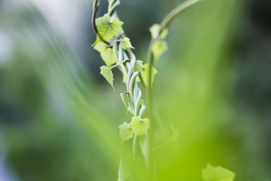 indonesia, bali, growth, plant, plant part, leaf, green color HD wallpaper