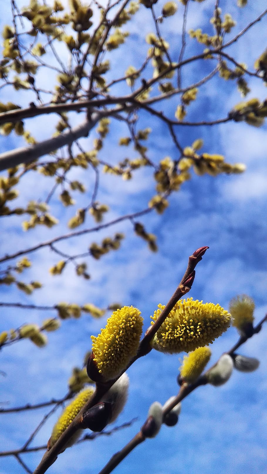 sky, spring, holiday, verba, st, bloom, plant, growth, tree HD wallpaper