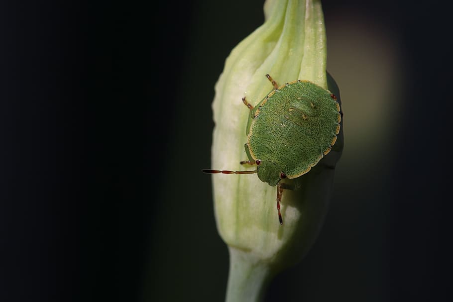 grüne, stink bug, insect, animal, onion blossom, close up HD wallpaper