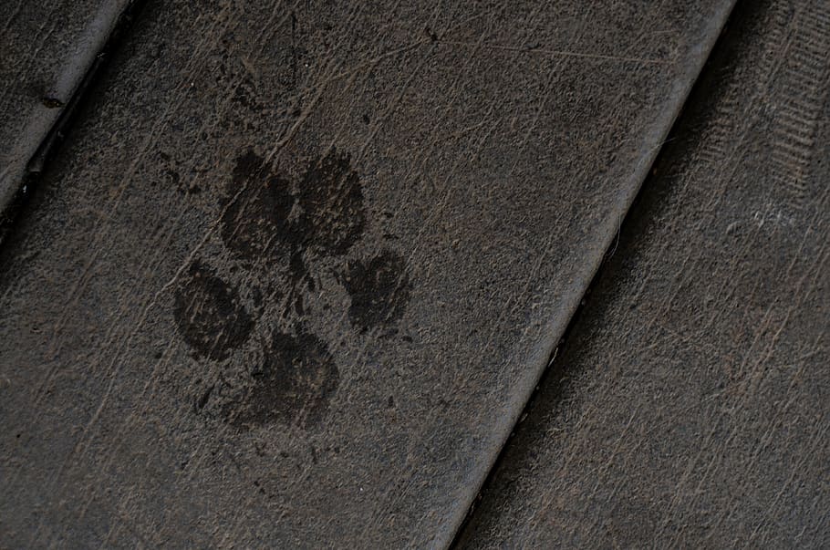 dog, pet, paw, print, foot print, pawprint, water, watermark, HD wallpaper