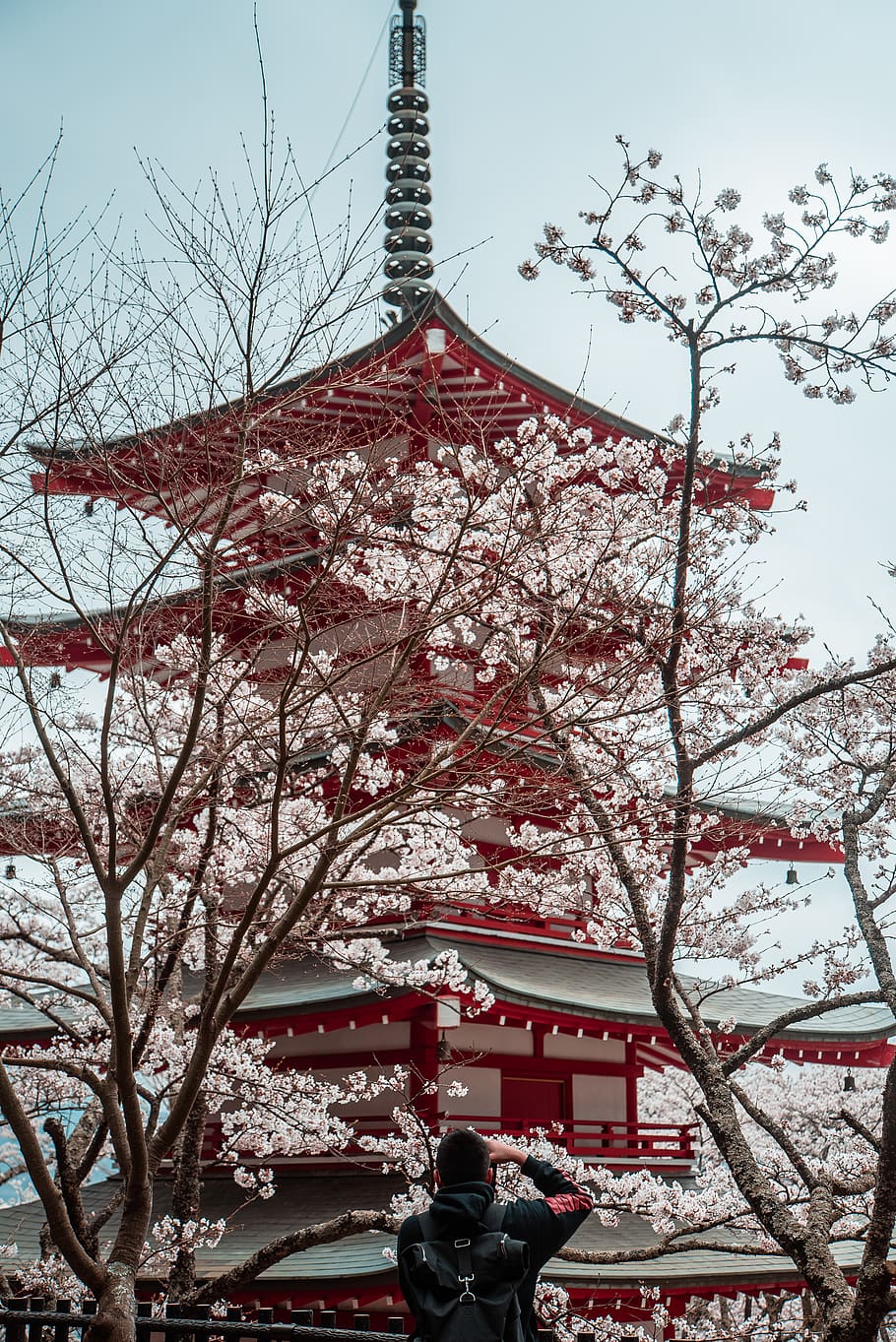 red and white Japanese temple, tree, building exterior, architecture, HD wallpaper