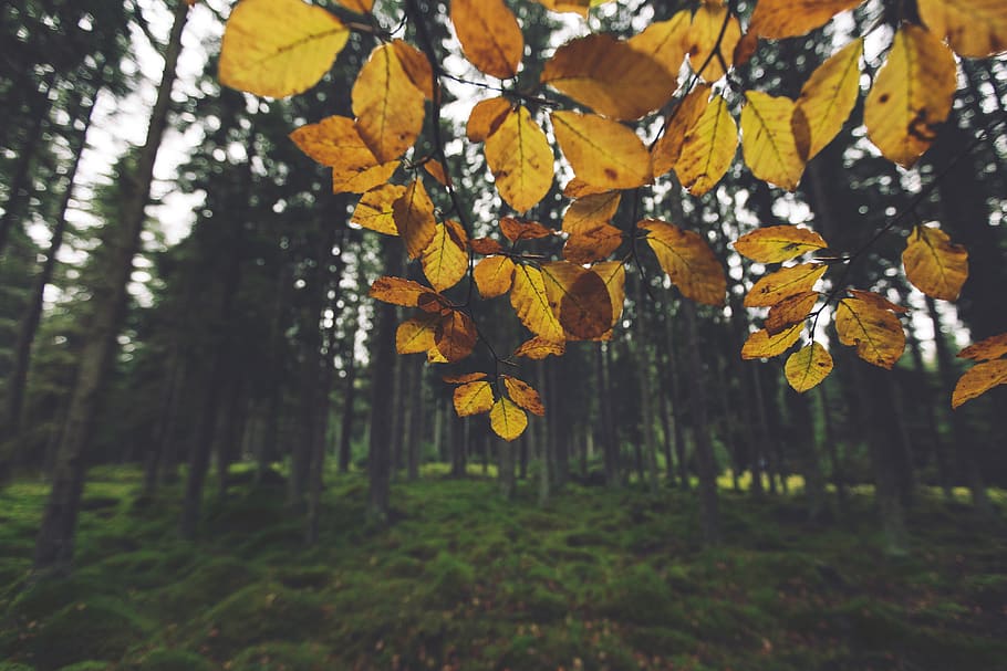 yellow, leaves, trees, forest, woods, nature, grass, plant HD wallpaper