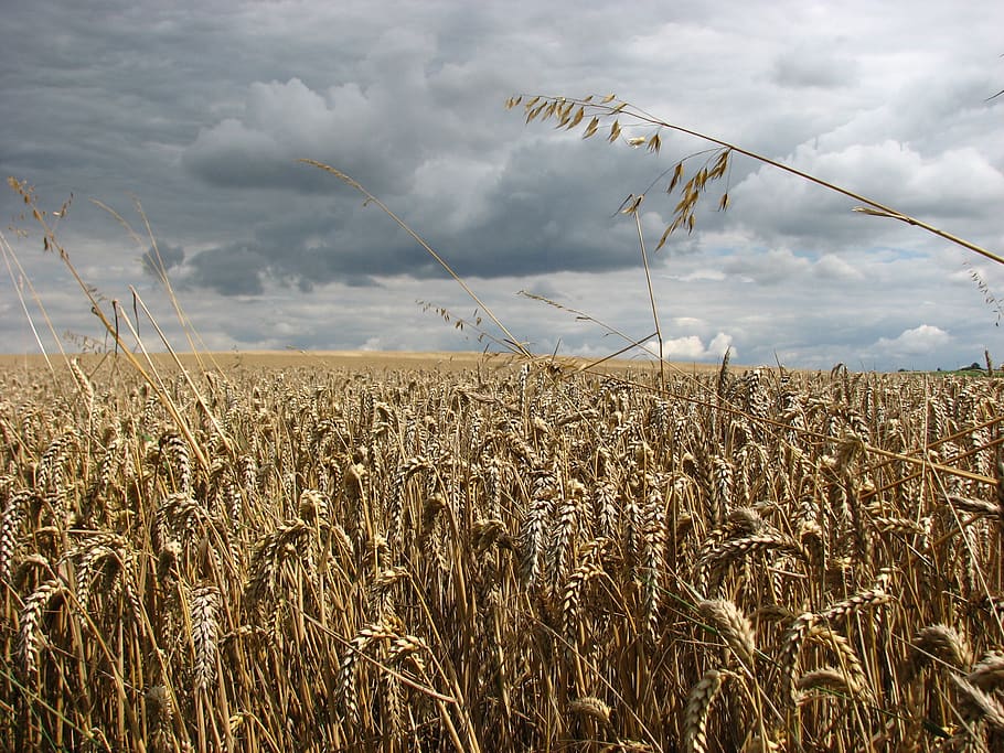 france, clouds, wheat, storm, field, farm, horizon, contrast HD wallpaper