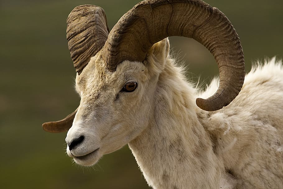 bighorn sheep, ram, male, portrait, close up, wildlife, nature