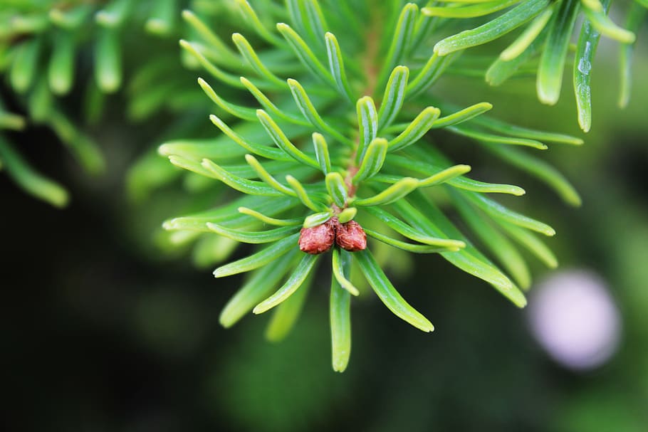 pine, pinecone, growth, green color, plant, freshness, close-up HD wallpaper