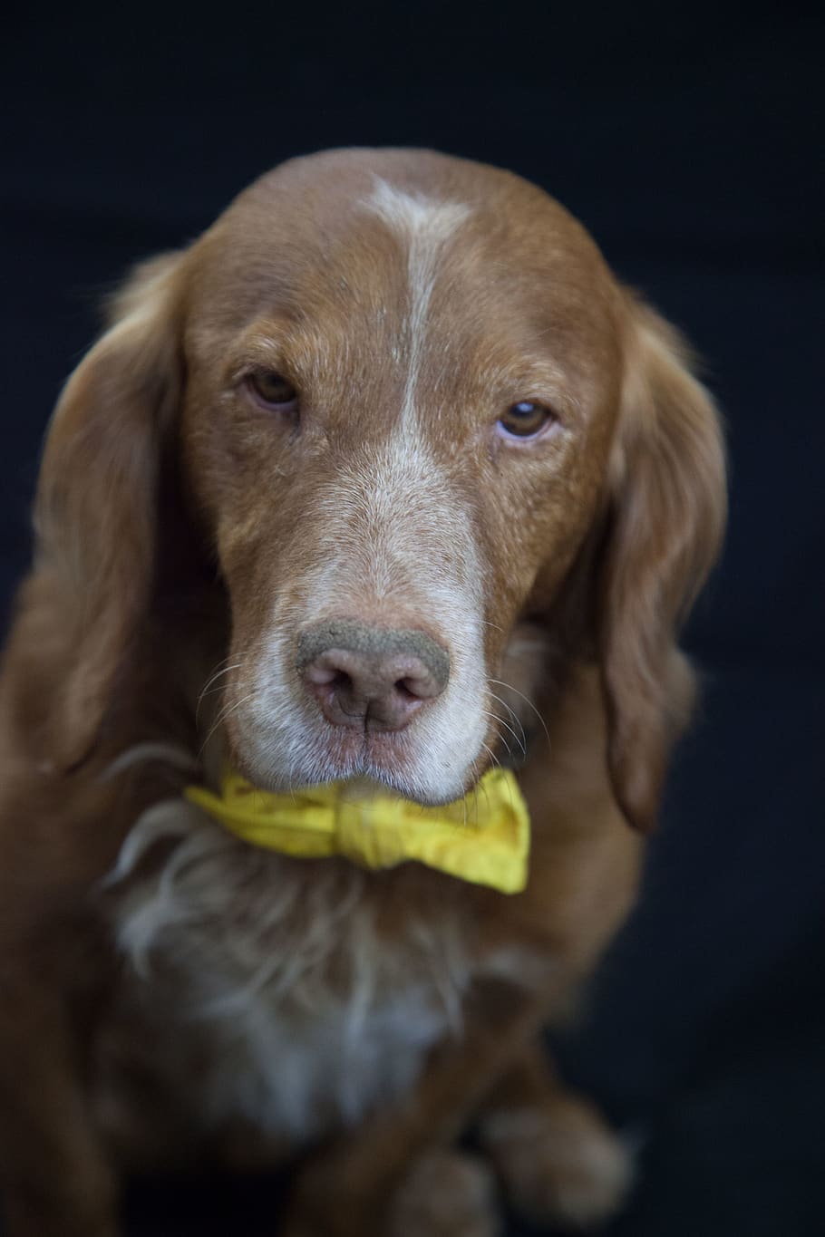dog, pets, spaniel, one animal, canine, domestic, mammal, domestic animals HD wallpaper