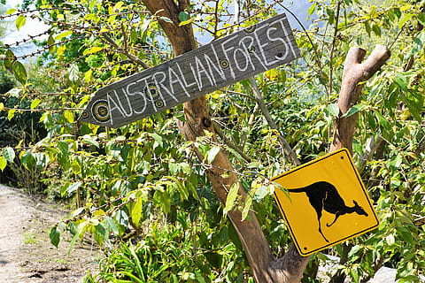 australia, shield, nature, park, street sign, warning, kangaroo HD wallpaper