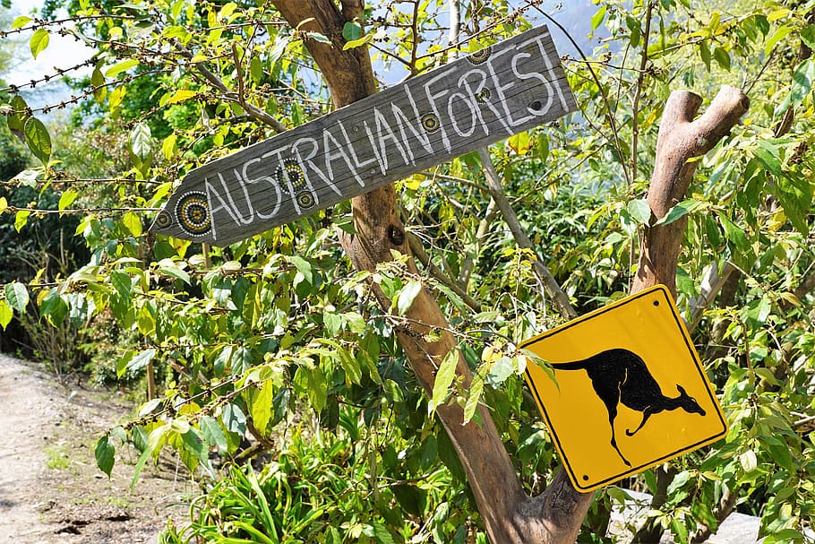 australia, shield, nature, park, street sign, warning, kangaroo HD wallpaper