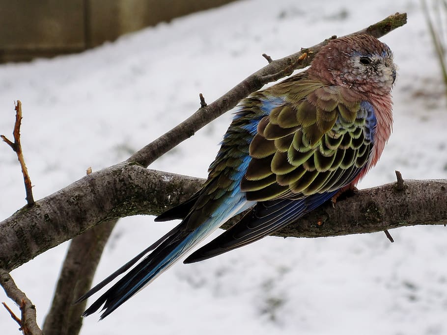 bird, bourke parakeet, aviary, winter, snow, vertebrate, animals in the wild HD wallpaper