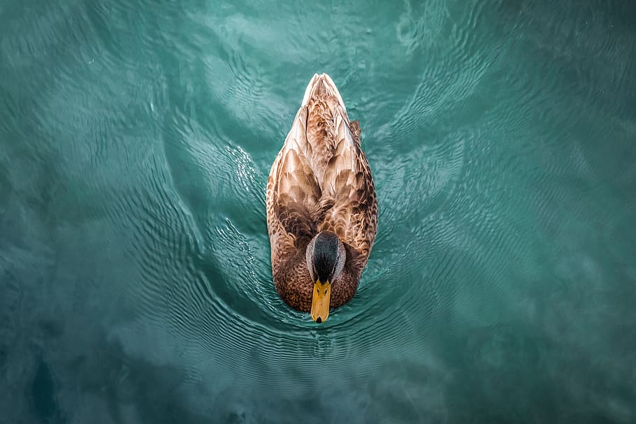 brown duck at water, animal, bird, waterfowl, outdoors, switzerland HD wallpaper