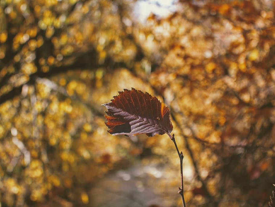 brown leaf on twig, plant, tree, veins, bird, animal, stem, autumn HD wallpaper