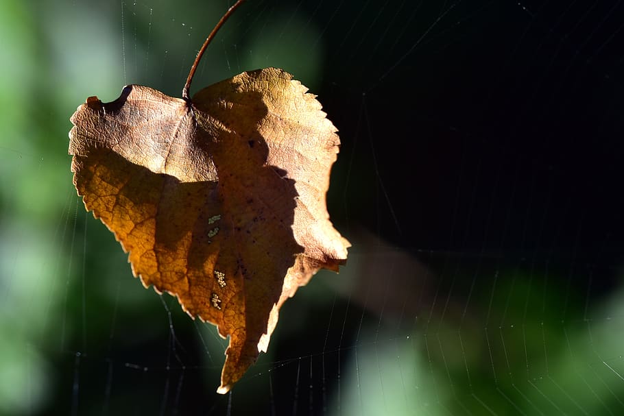 leaf, autumn, leaves, fall foliage, cobweb, favor, stick, liable HD wallpaper