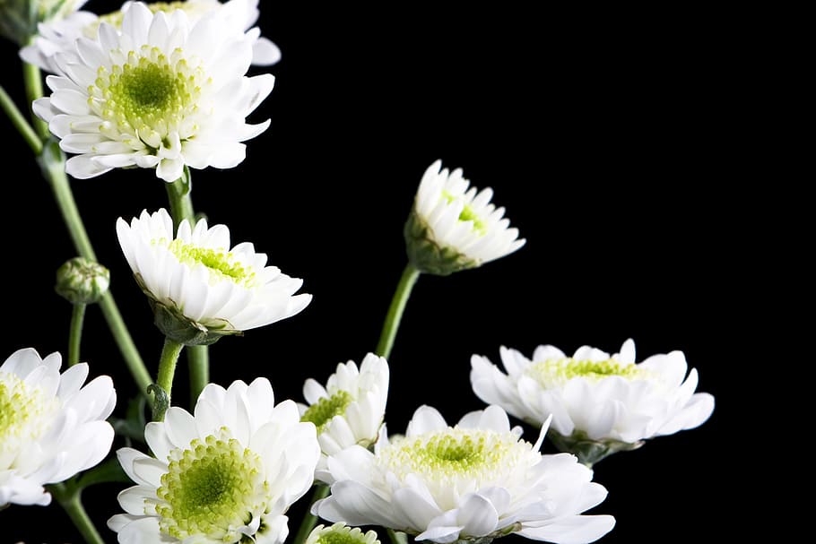 flower, chrysanthemum, white, black, background, scene, closeup, HD wallpaper