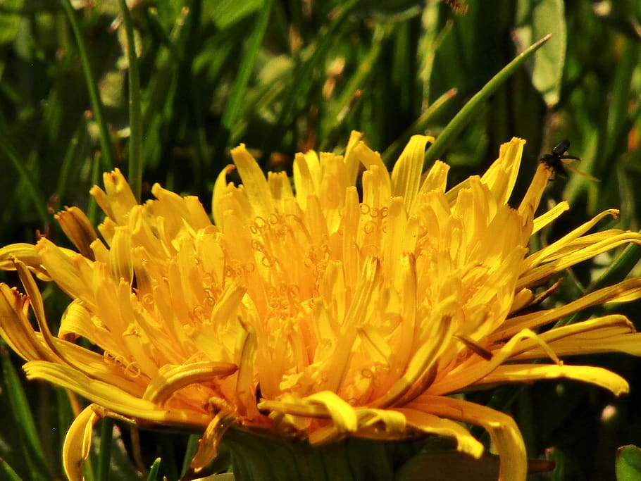 spring, dandelion, close up, macro, plant, flower, meadow, wild flower HD wallpaper