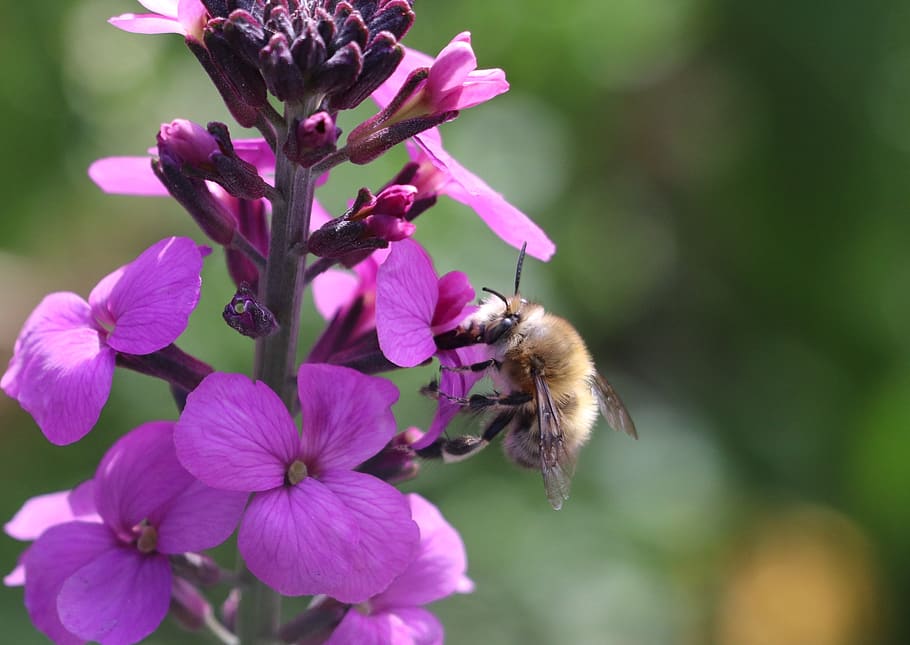 abeilles, macro, insectes, fleur, nature, pourpre, flowering plant HD wallpaper