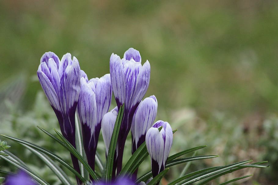 spring, nature, flower, bloom, branch, blue, garden, season HD wallpaper