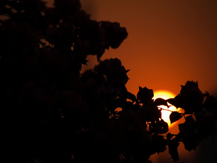 silhouette, sunset, wallpaper, beauty in nature, sky, orange color HD wallpaper