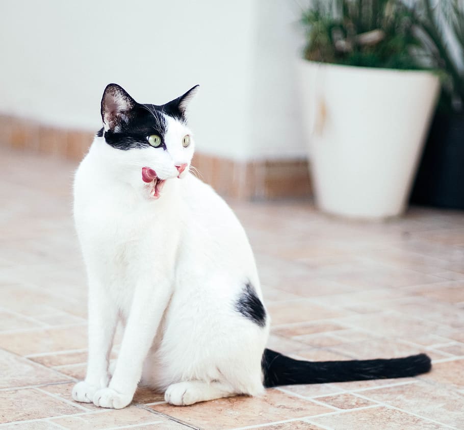 cat, pets, domestic animals, animal themes, one animal, mammal HD wallpaper