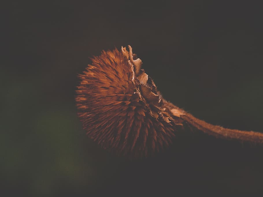 no people, studio shot, close-up, fragility, vulnerability HD wallpaper