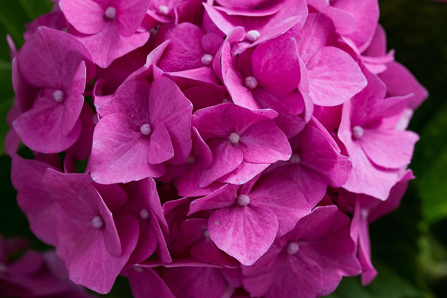hydrangea, fresh, flower, nature, fragrance, garden, blooming HD wallpaper