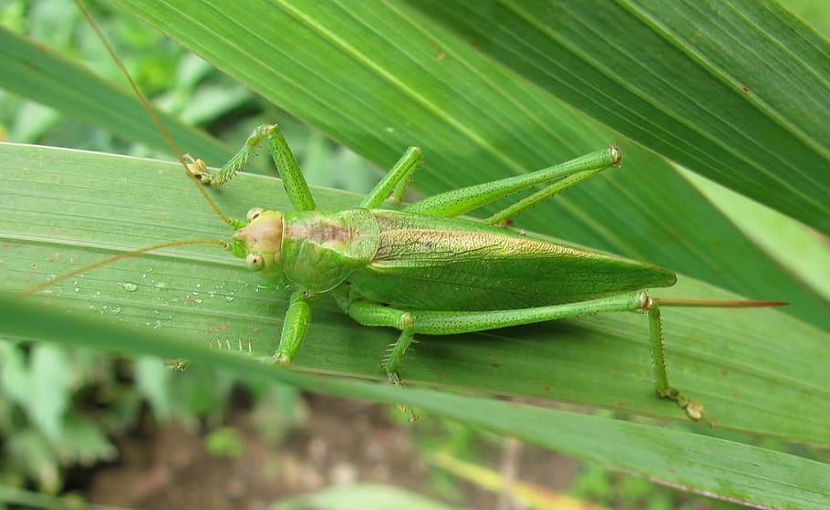 leaf, nature, grasshopper, plant, green color, animal themes HD wallpaper
