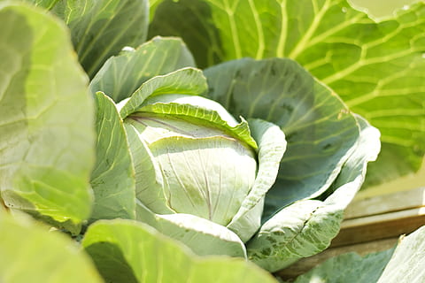 background, cabbage, diet, eat, farm, farming, food, fresh HD wallpaper