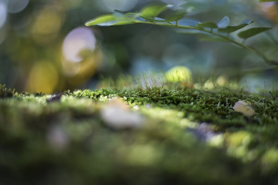 france, rochefort-en-yvelines, moss, forest, macro, plants, HD wallpaper